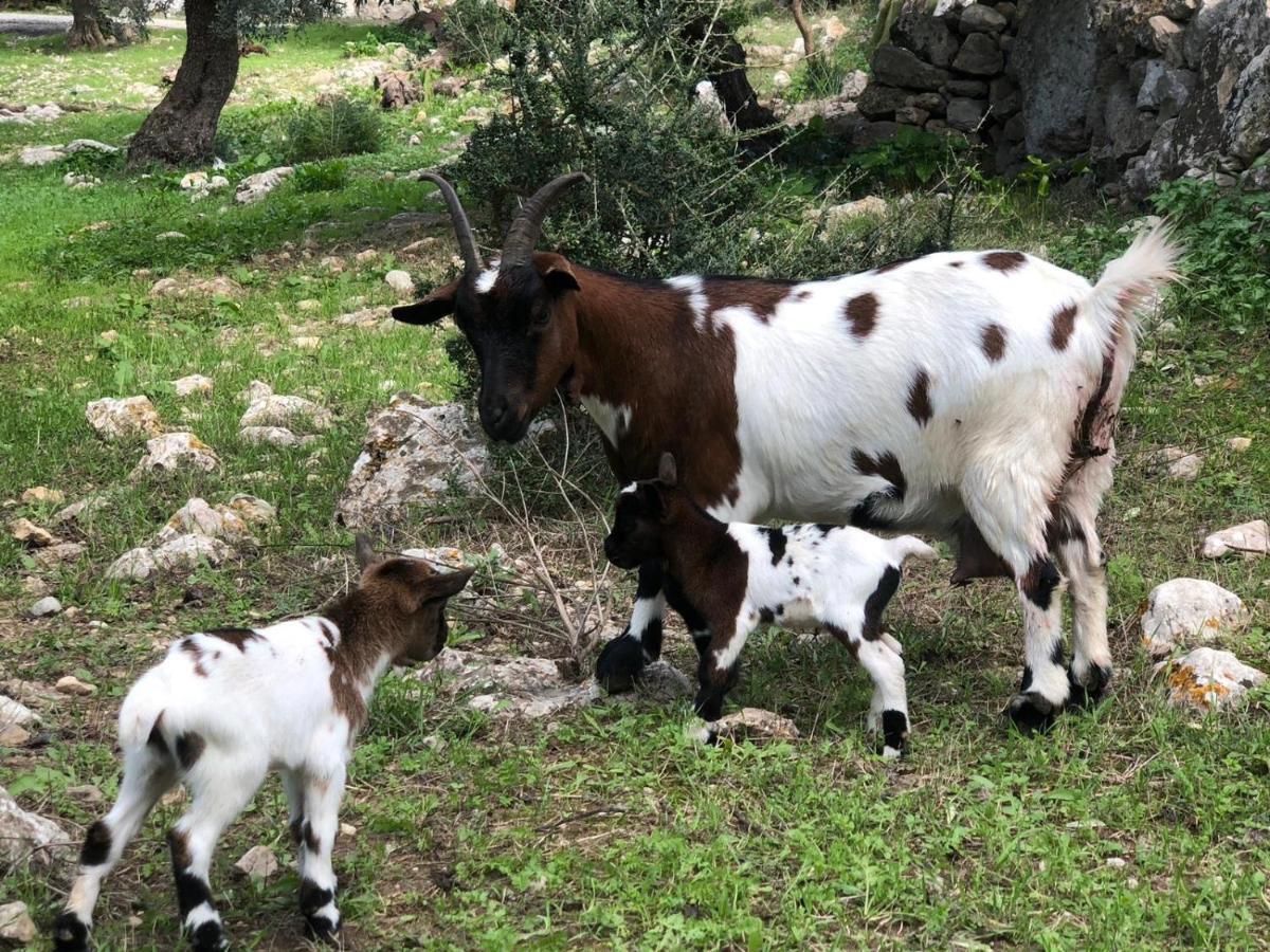 포엔샤 Agroturismo Can Guillo 빌라 외부 사진